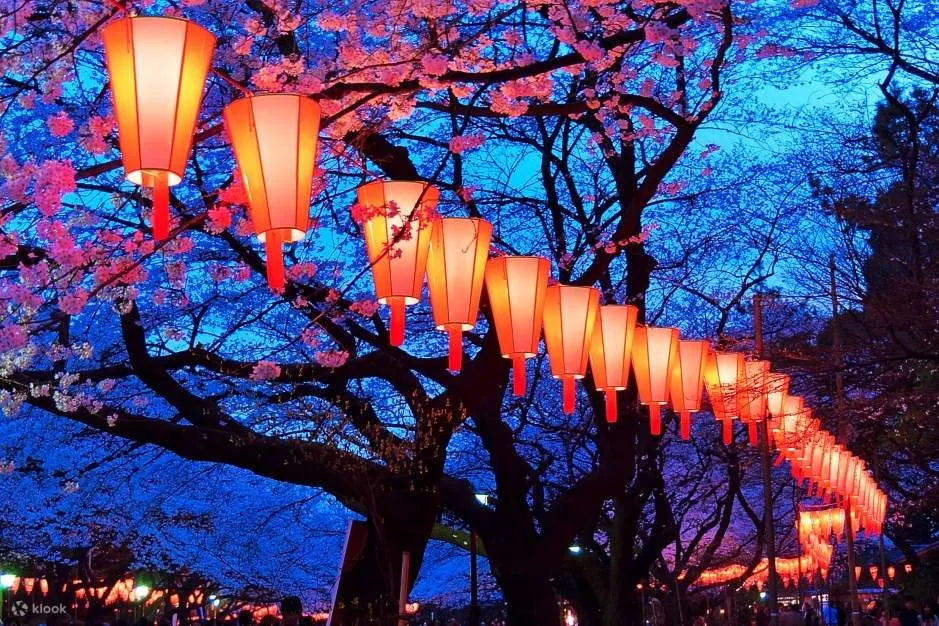 2025EveningHanami_CherryBlossom_Tour_Tokyo - G Decor